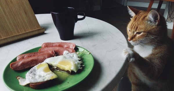 кошка завтракает
