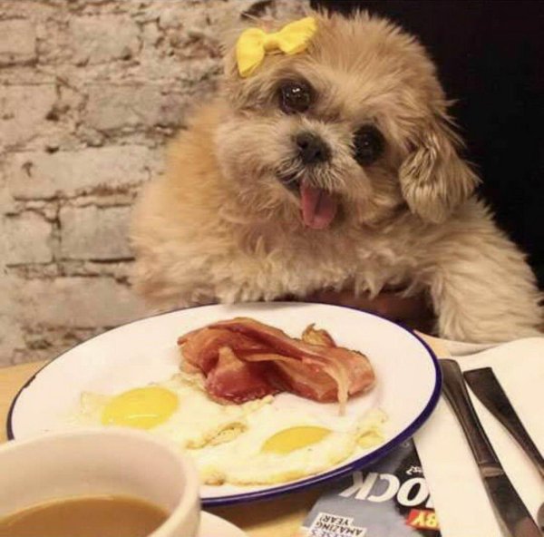 доброе утро с животными прикольные