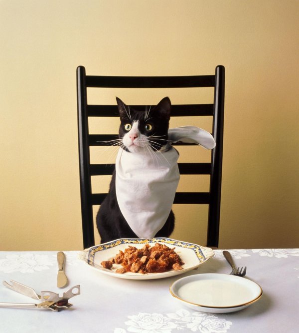 кошка обедает