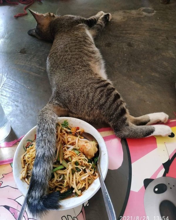 кот крадет еду