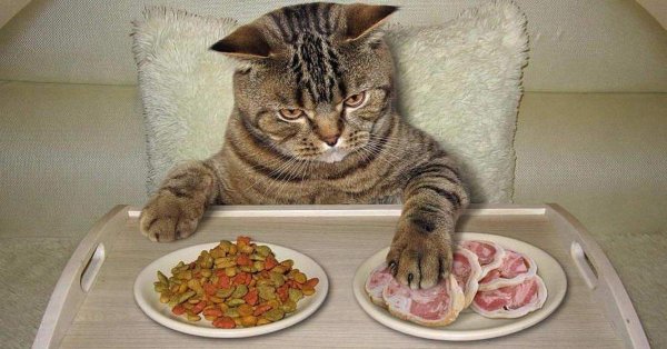 везу еду голодным котикам