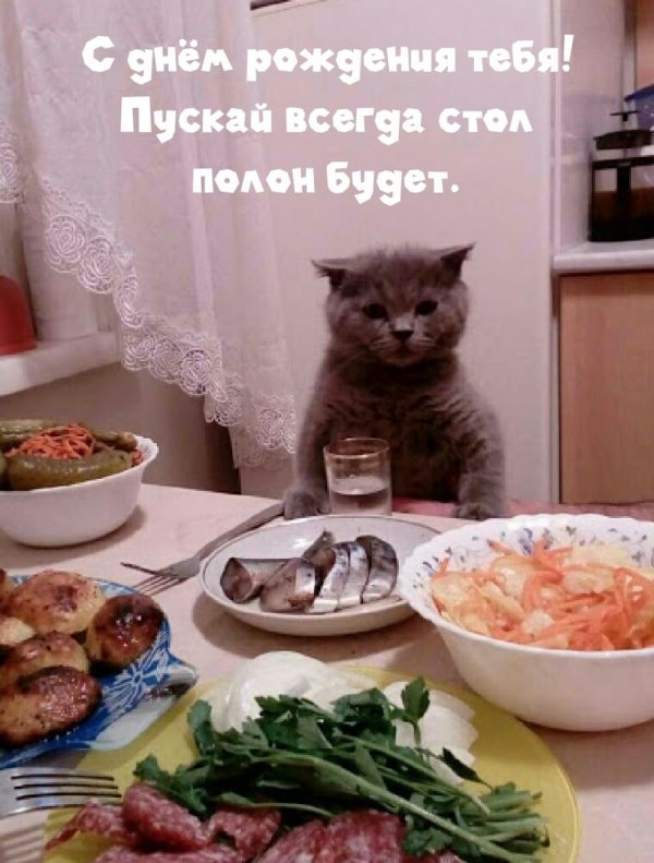 коты юмор