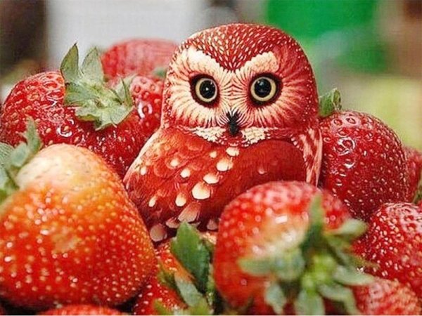 клубничная сова