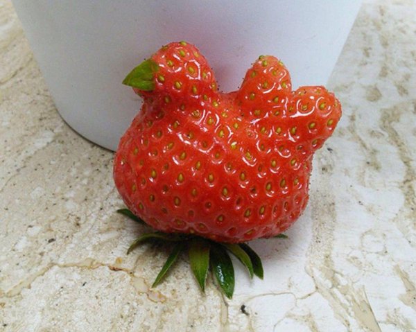 клубника необычная