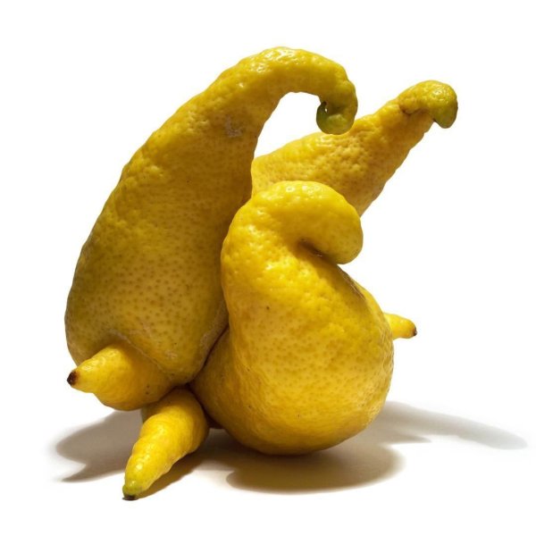 цитрон рукка будды