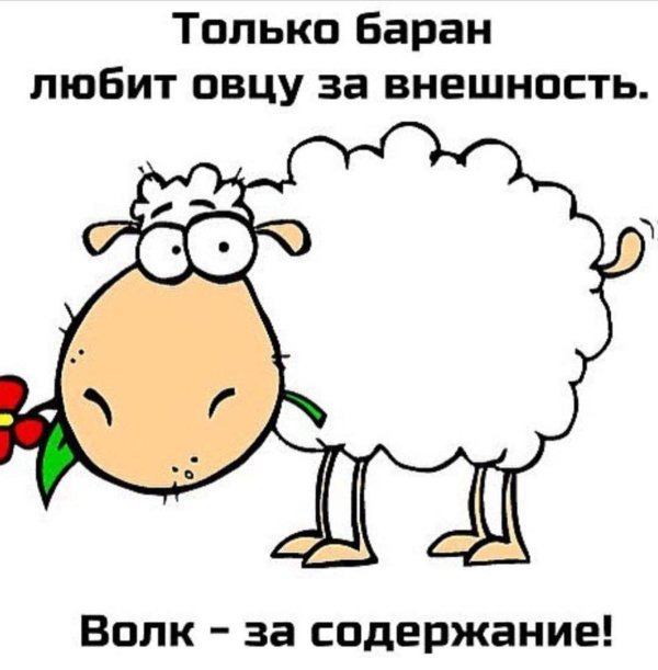 шутки про овец