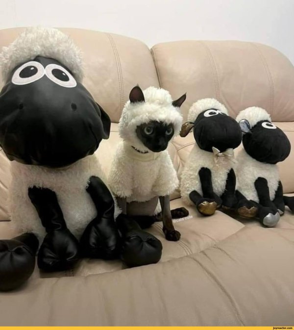 барашка шон