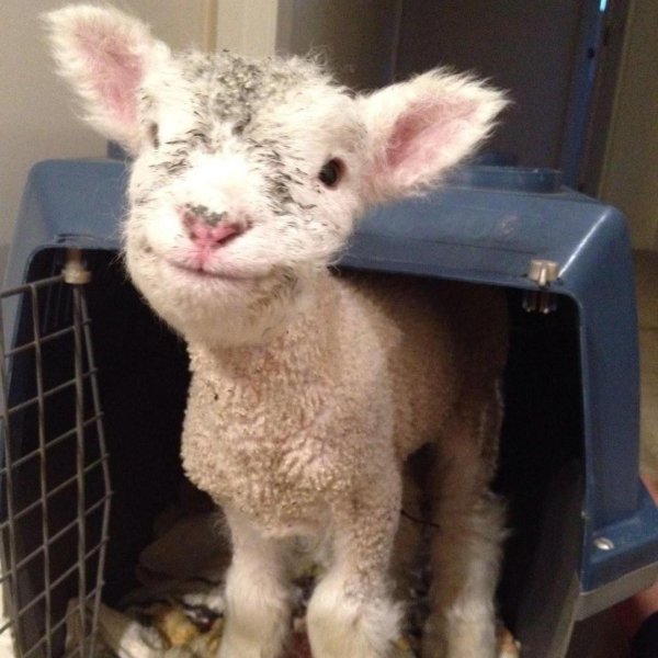 милые детеныши животных