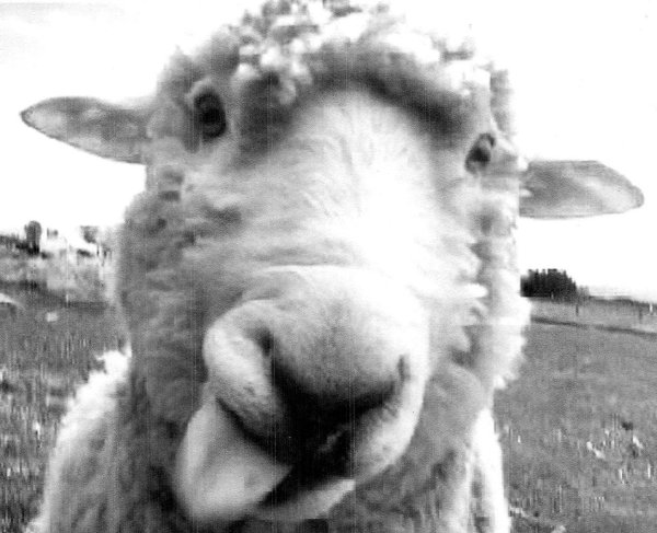 фотография барана