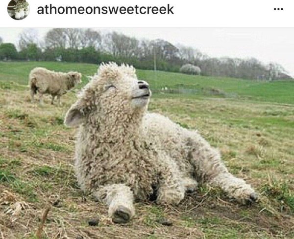 шленская порода овец