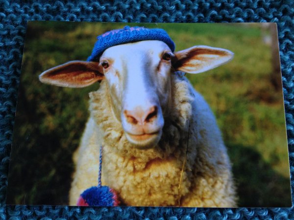 забавные овцы