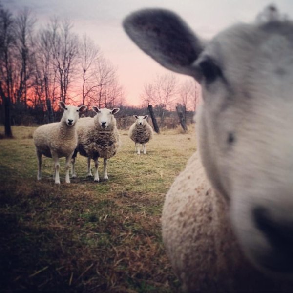 животные овца