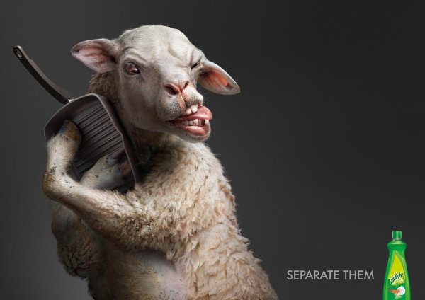 прикольный баран