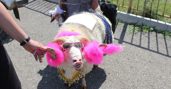 красивая овца