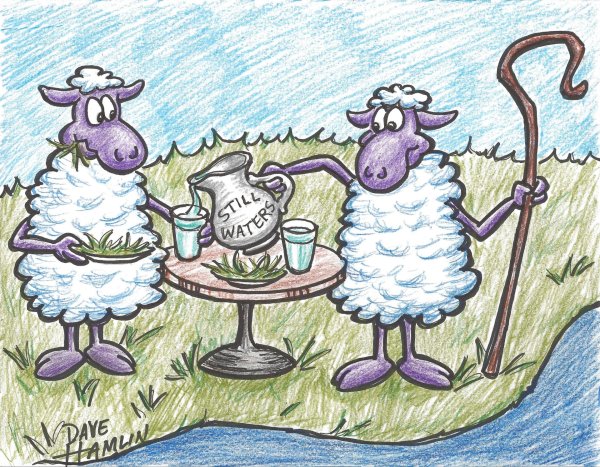 Прикольные овечки