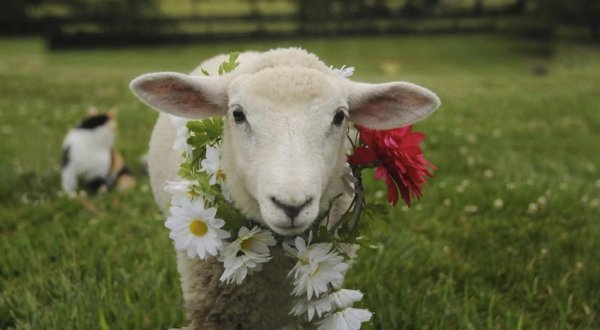 красивые барашки