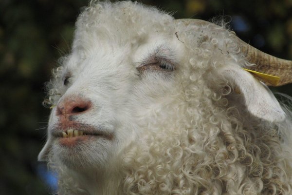 овцамеринос крис канберра