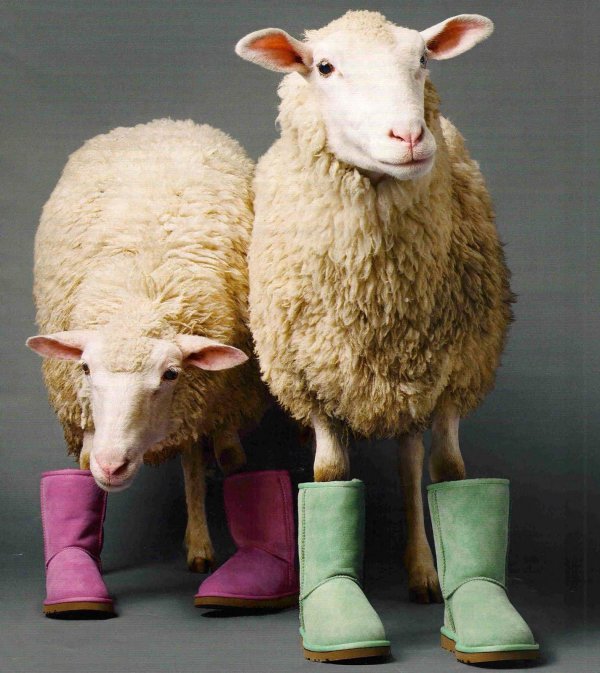 баран кудрявый