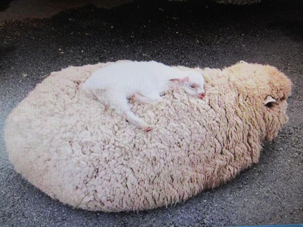 спящие овечки