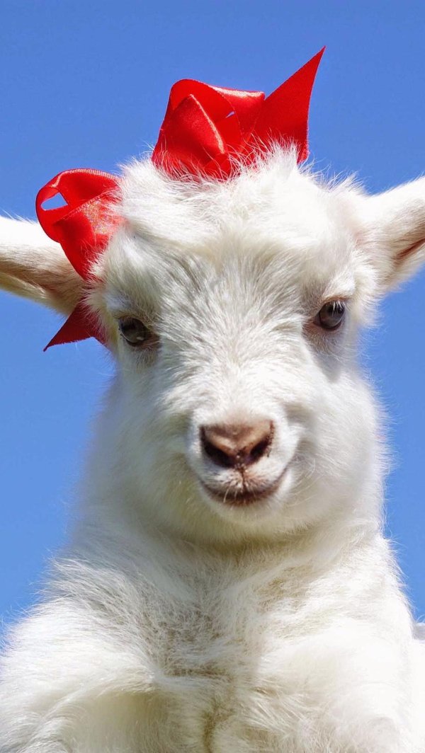 коза козел козленок