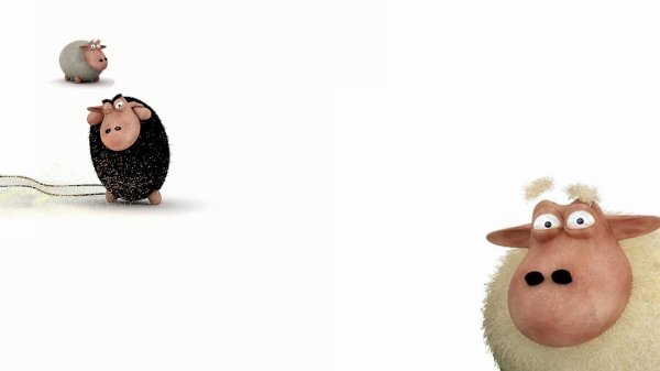 смешные обои с овцами