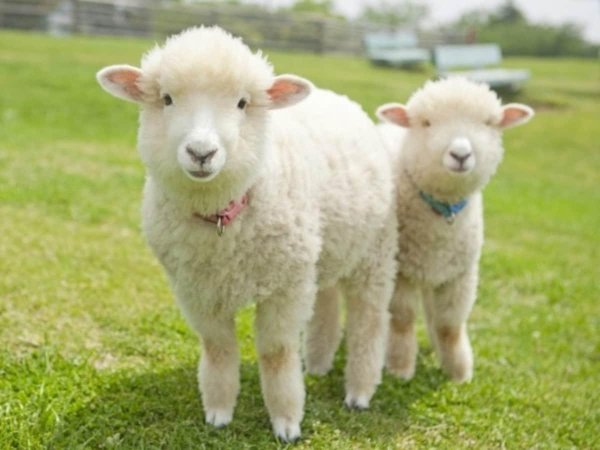 домашние животные овца