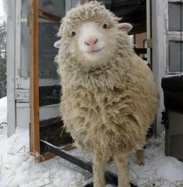 кудрявый баран