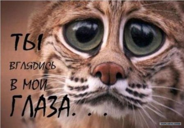 черноногая кошка