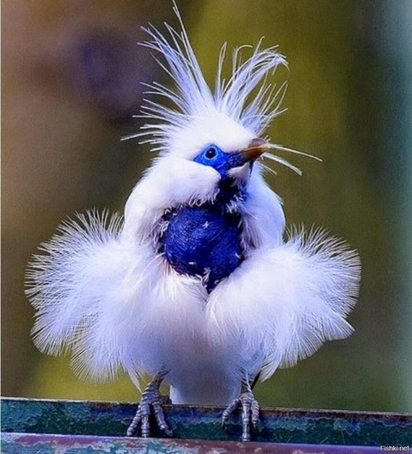 балийские скворцы