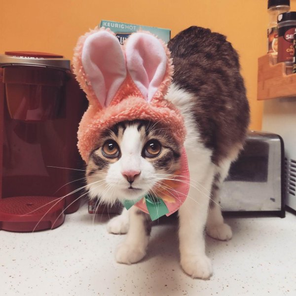 прикольная кошка