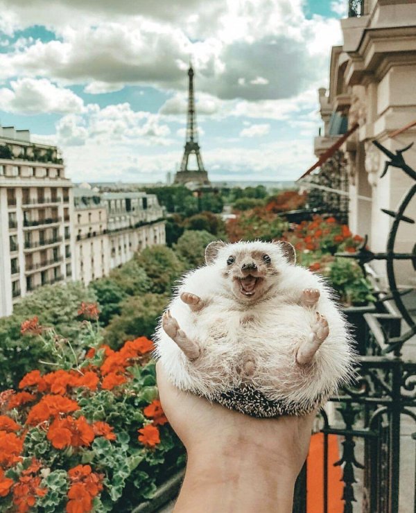 mrpokee очаровательный ёжпутешественник