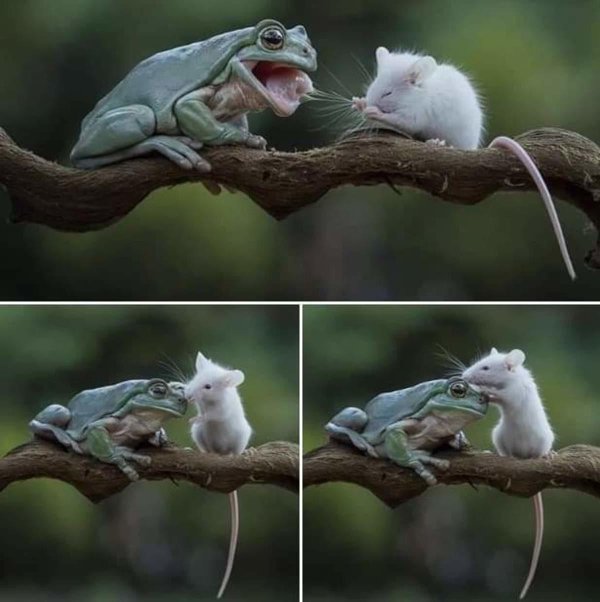 жаба съела мышь