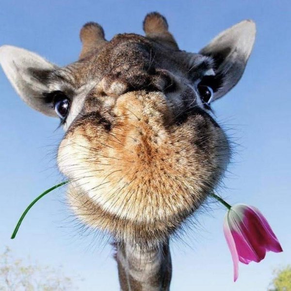 веселый жираф