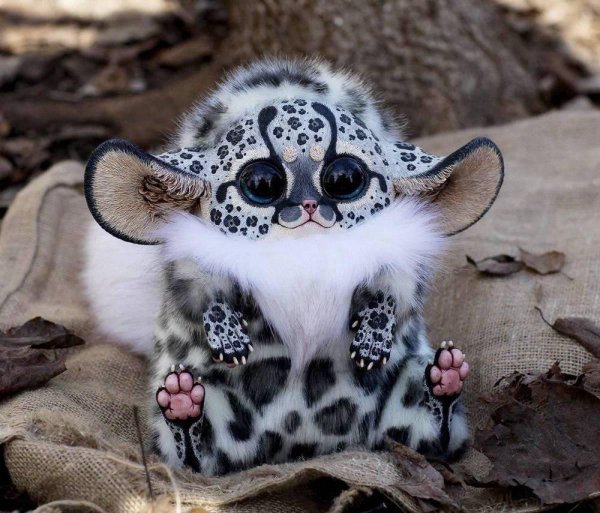 мадагаскарский глазоухх