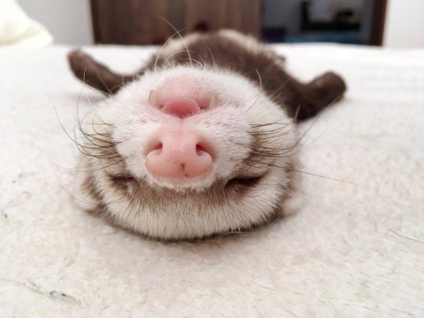 спят животные