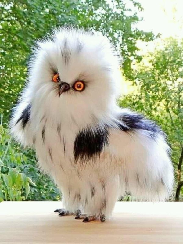 сова лохматая