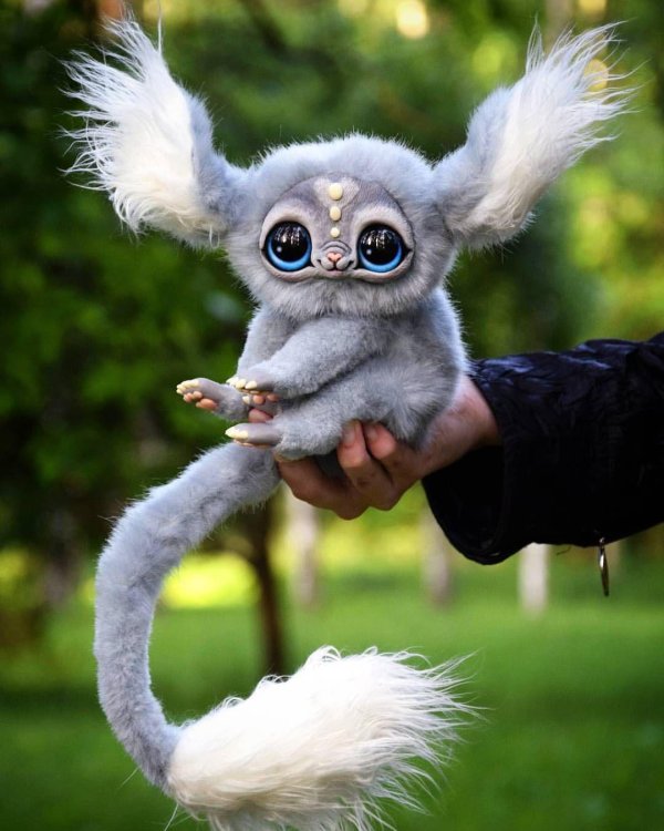 магадаскарзкий глазо ух