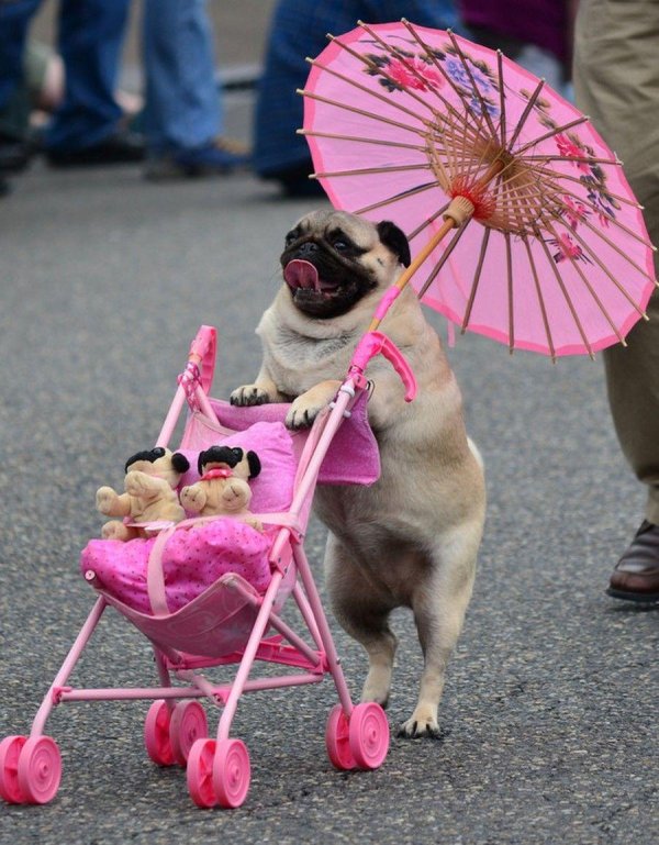 интересные смешные фотографии