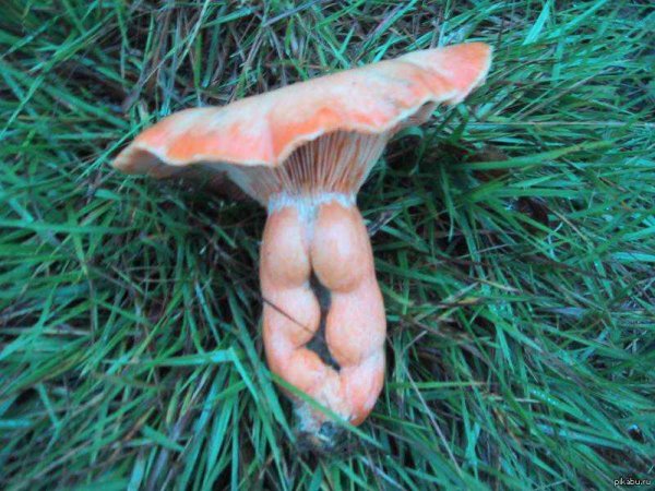 рыжик гриб