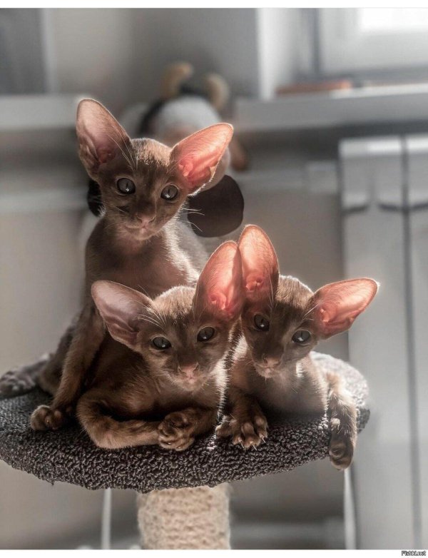 ориентальная кошка