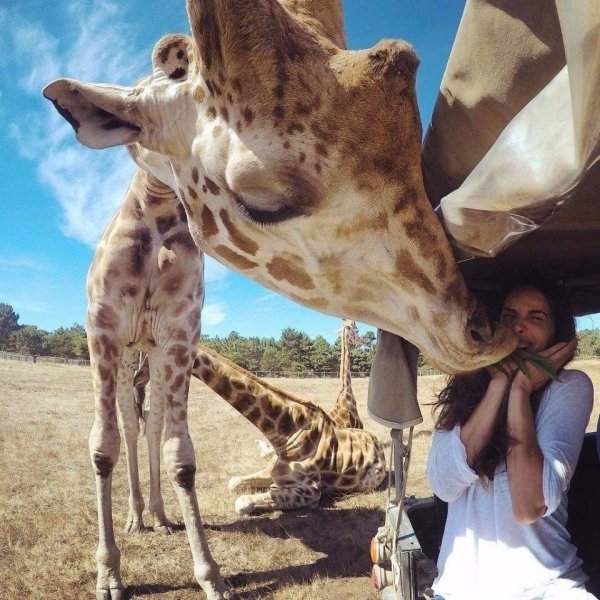 прикольный жираф