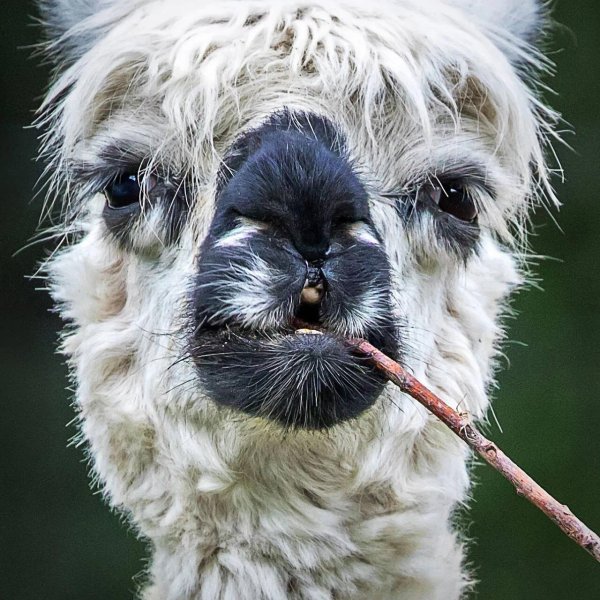 эль пако лама