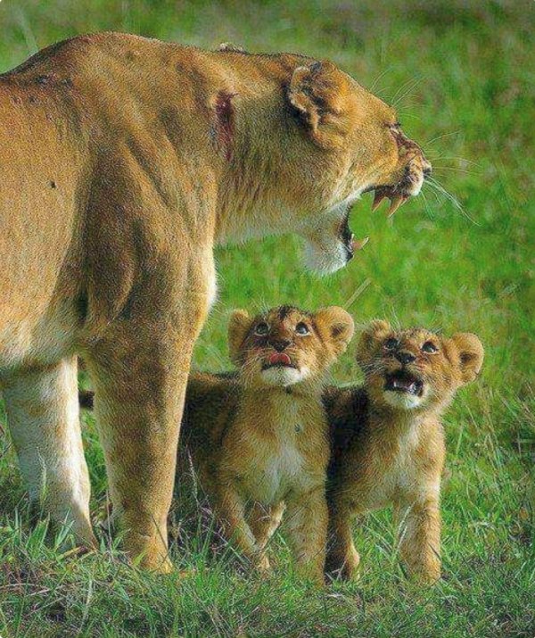львица и львенок