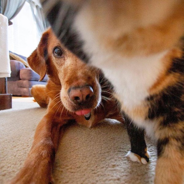 домашние питомцы