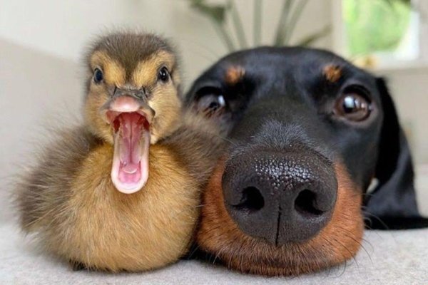 милые уточки