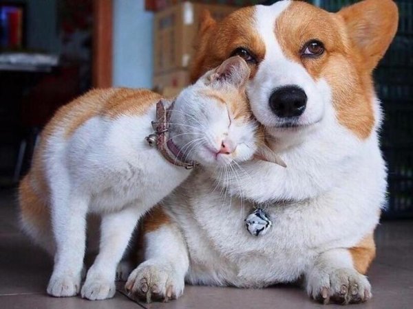 вельш корги