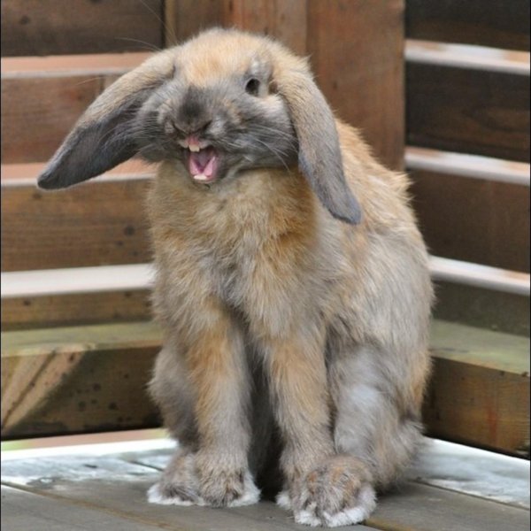 кролик улыбается