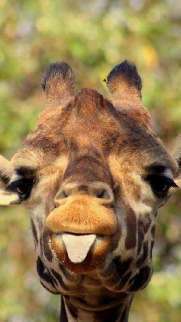 жираф показывает язык