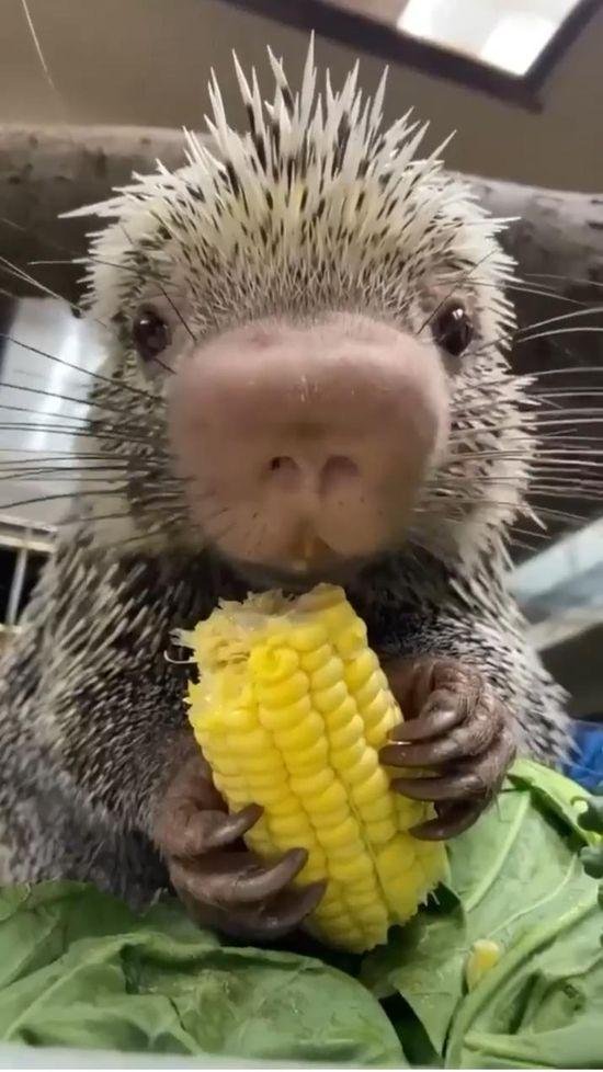 цепкохвостые дикобразы