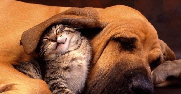 всемирный день домашних животных